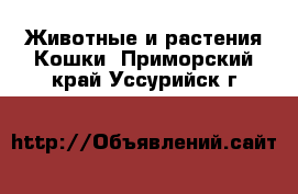 Животные и растения Кошки. Приморский край,Уссурийск г.